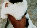 Shih Tzu Puppy