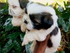 Shihtzu Puppy