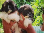 Shihtzu Puppies