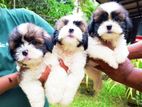 Shih Tzu Puppies
