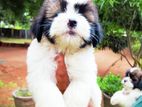 Shitzu Puppies