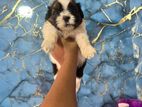 Shitzu Puppies