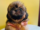 Shitzu Puppies