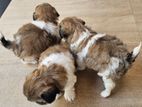 Shih Tzu Puppies
