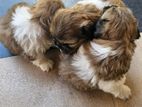 Shihtzu Puppies