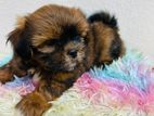 shitzu puppy