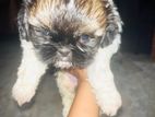 Shih Tzu Puppy