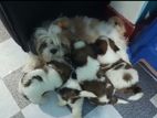 Shitzu Puppies