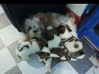 Shitzu Puppies