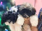 Shih Tzu Puppies