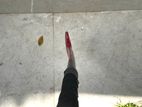 Slazenger Hockey Stick