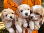 Terrier Puppies