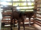 Toggenburg Goats