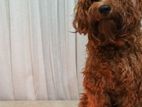 Poodle Male for Crossing