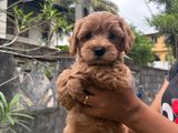 Toy Poodle Puppy