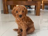 Toy Poodle Puppy