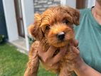 Toy Poodle Puppy