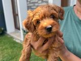 Toy Poodle Puppy