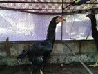 Veladiyan Seval