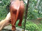 Wooden Elephant