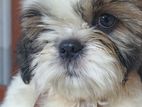 Shih Tzu Puppy