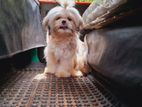 Shih Tzu Puppy