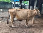 Farm Cow