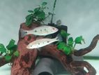 Orinoco Peacock Bass Fish