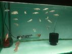 Orinoco Peacock Bass Fish