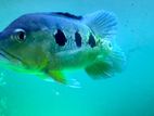 Orinoco Peacock Bass