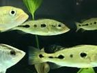 Orinoco Peacock Bass