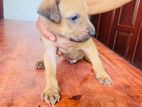 Ridgeback Puppy