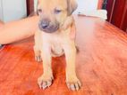 Ridgeback Puppy