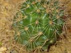 Ornamantal Plant