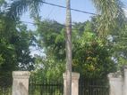 Ornamental Palm