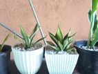 Ornamental Plants & Flower