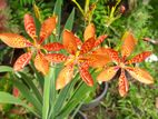 Ornamental plants