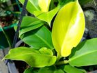 Ornamental Plants