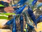 Ornamental Shrimp
