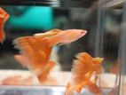 Orange Lase Guppy