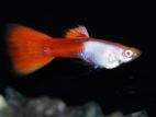 Orange Silverdo Guppy