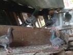 Pigeon