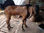Male Goat