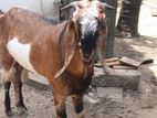Farm Goat