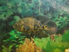 Osca Fish - 6 Inch (Pair)