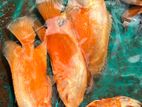 Osca Fish