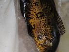 osca fish