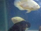 Oscar Fish