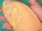 Osca Lemon