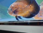 Oscar Fish